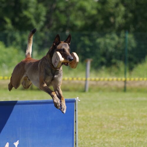 belgian-shepherd-malinois-2546725_1920